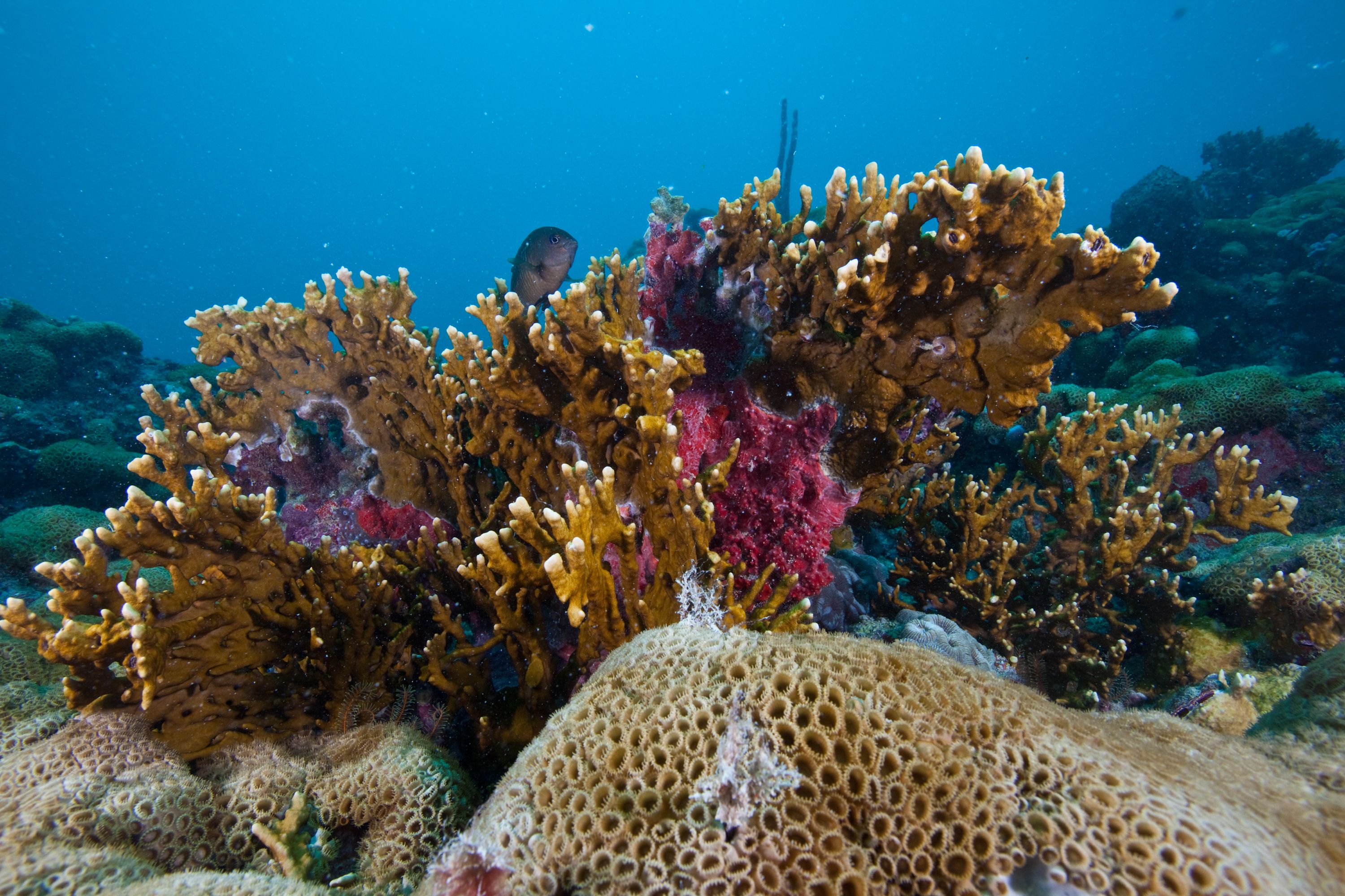 https://www.conservationleadershipprogramme.org/media/2014/12/ci_84127626_Coral_Abrolhos-National-Park-Brazil_Luciano-Candisani_backslash_iLCP.jpg