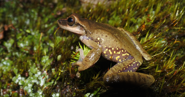 Hope for Mexico's frogs